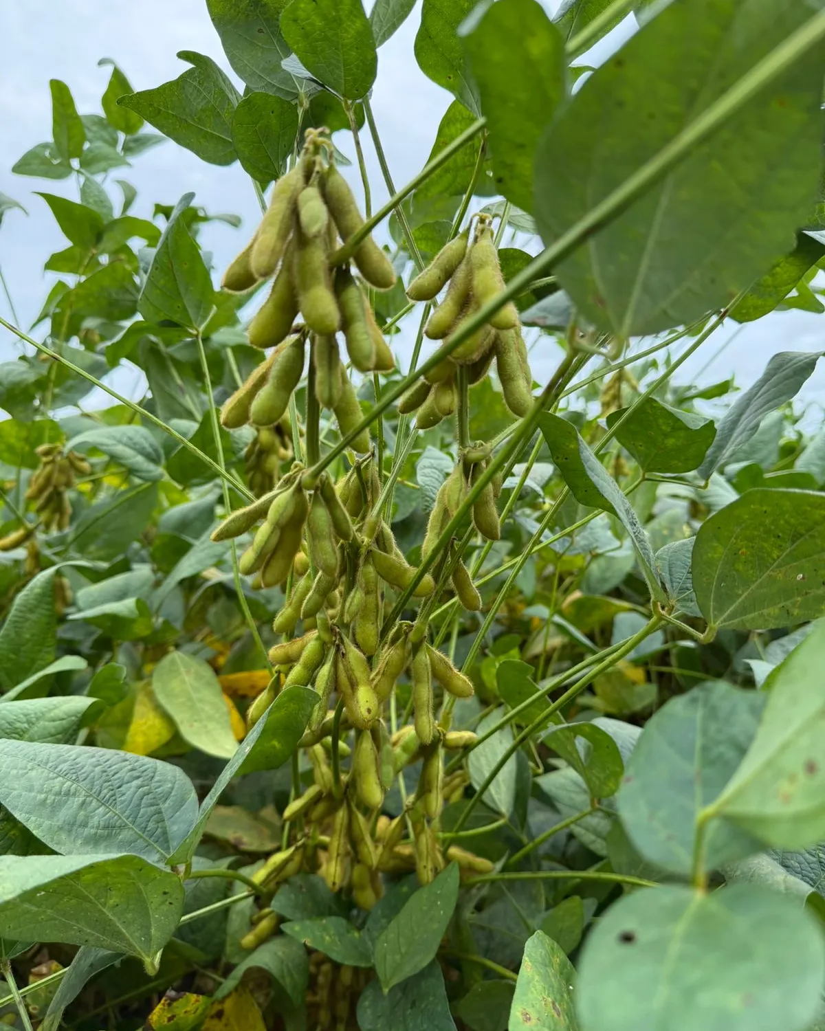Vagens de soja em formação, cheias, na planta