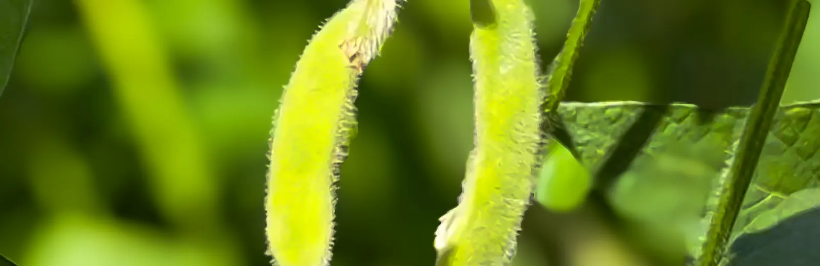 Vagens de soja ainda verdes, bem de perto