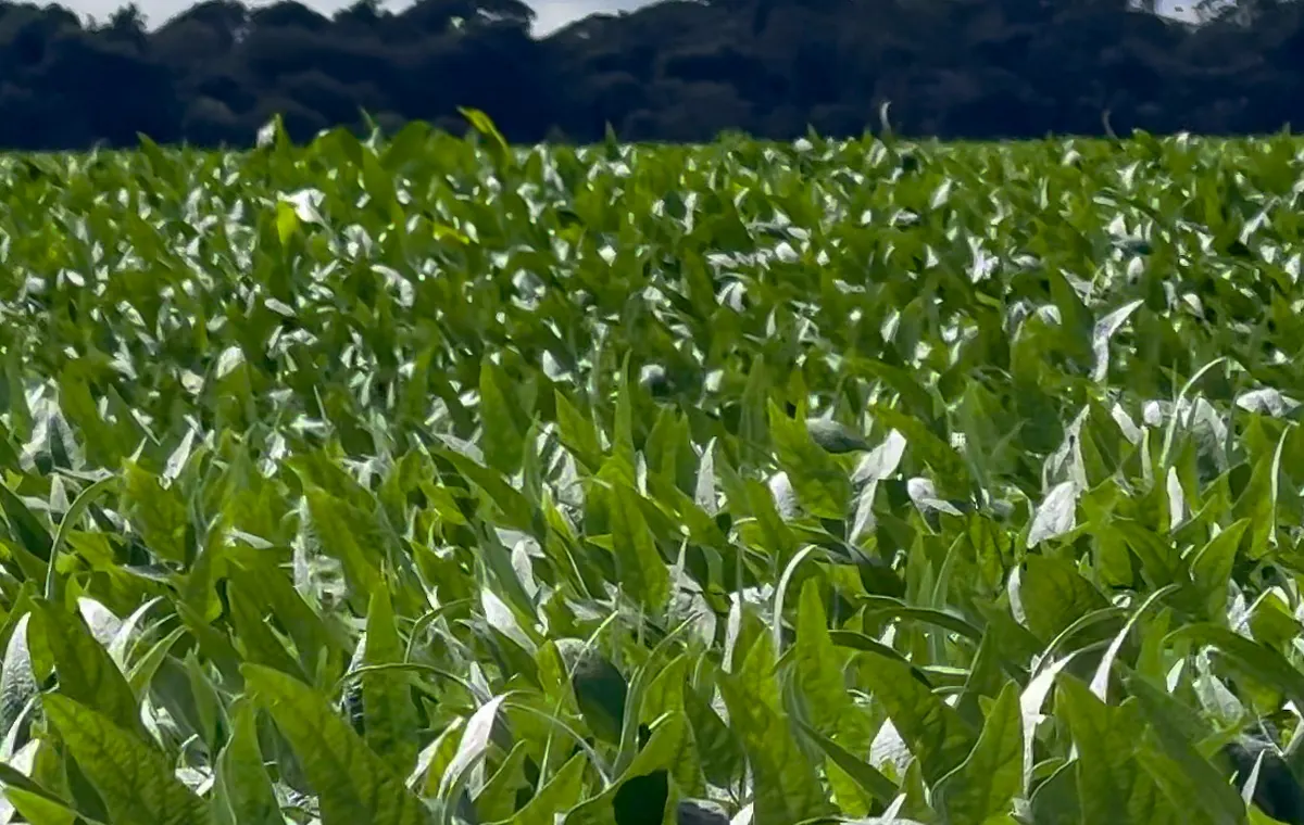 Lavoura de soja fechada, com a mata ao fundo
